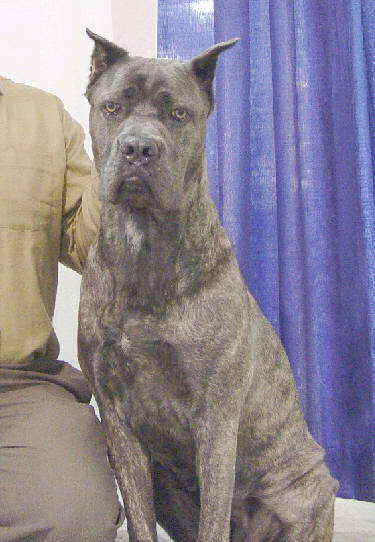 Apex Cane Corso Italiano