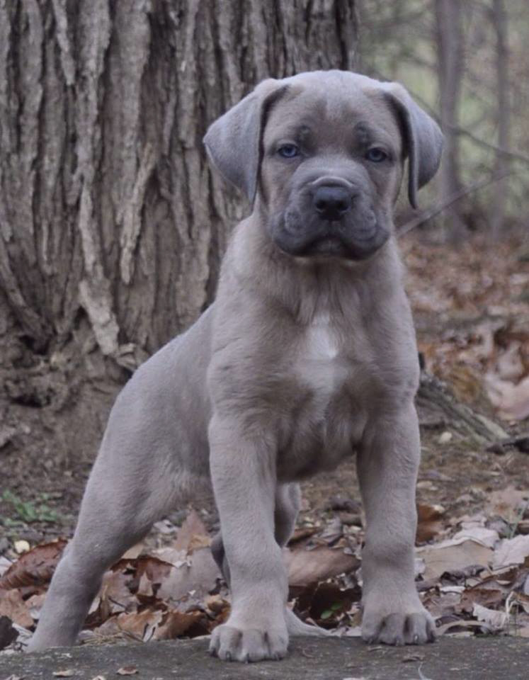 Cane corso best sale gray puppy